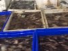 1 ton deniz patlıcanı ele geçirildi