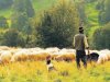 Çoban İstihdamı askıya çıkarıldı