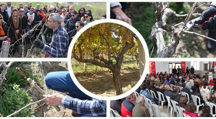Bağlarda Uygulamalı Budama Eğitimi