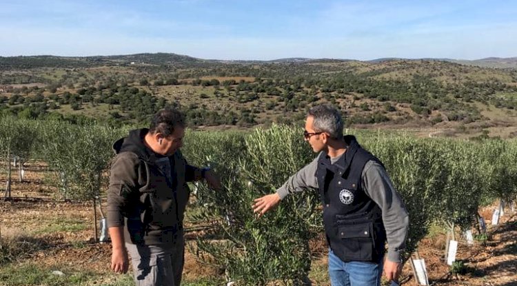 “Lecciana” çeşidi zeytin bahçesinde inceleme