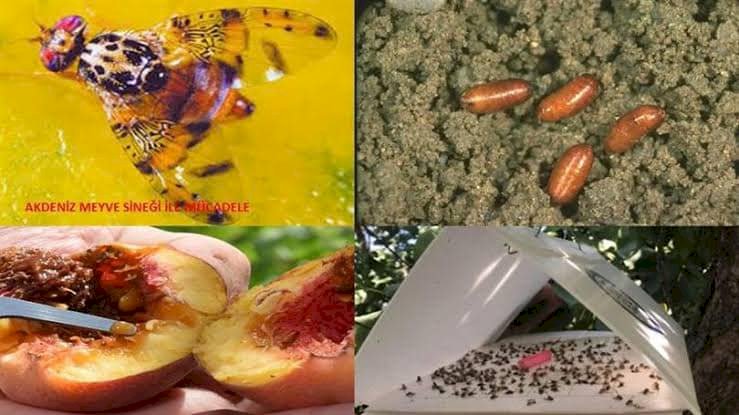 Üreticilere Akdeniz meyve sineği uyarısı