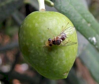 Zeytin sineği ile mücadele